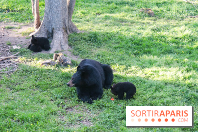 Les tanières du zoo de Thoiry 2023 - Ours