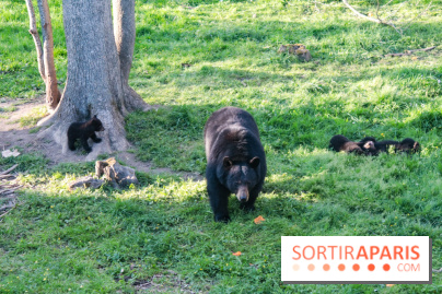 Les tanières du zoo de Thoiry 2023 - Ours
