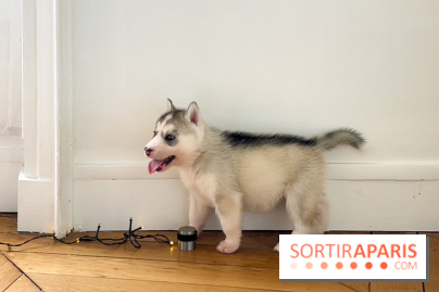 Puppy Yoga - image00004