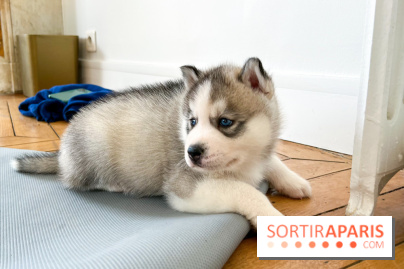 Puppy Yoga