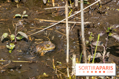 Sentier découverte de Maincourt - Vallée de Chevreuse - grenouille