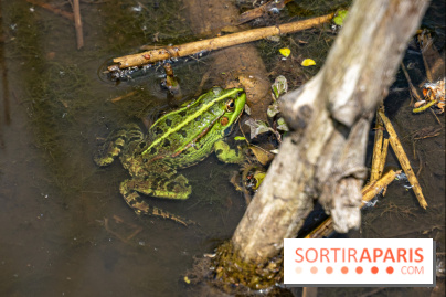 Sentier découverte de Maincourt - Vallée de Chevreuse -  grenouille