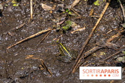 Sentier découverte de Maincourt - Vallée de Chevreuse -  grenouille