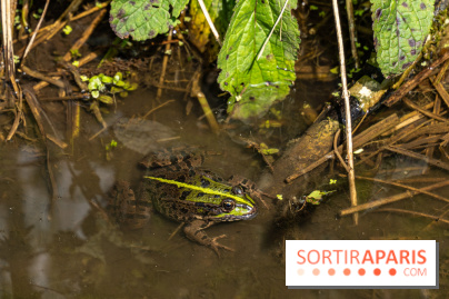 Sentier découverte de Maincourt - Vallée de Chevreuse -  grenouille