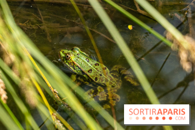 Sentier découverte de Maincourt - Vallée de Chevreuse -  grenouille