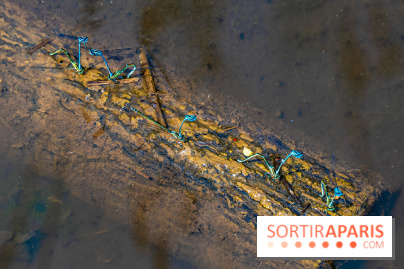 Sentier découverte de Maincourt - Vallée de Chevreuse -  libellule