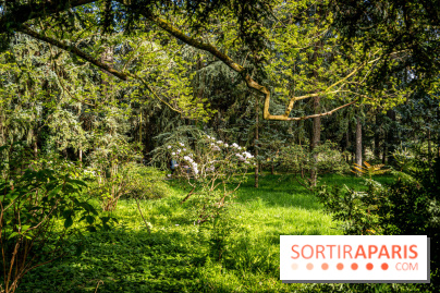 Visuel forêt  -  A7C8760