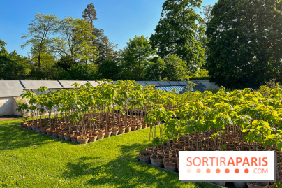 Le Jardin du Parfumeur à Versailles - image00004