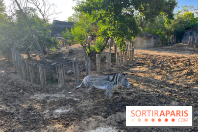Nocturnes au Parc Zoologique de Paris - IMG 3487