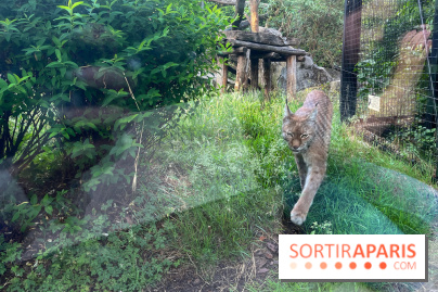 Nocturnes au Parc Zoologique de Paris - IMG 3526