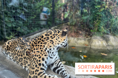 Nocturnes au Parc Zoologique de Paris - IMG 3532