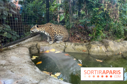 Nocturnes au Parc Zoologique de Paris - IMG 3537