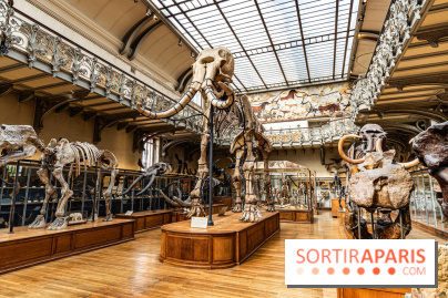 Le mammouth de Durfort restauré au Muséum national d’Histoire naturelle
