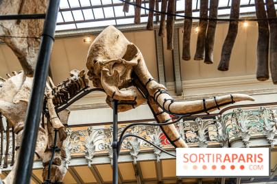 Le mammouth de Durfort restauré au Muséum national d’Histoire naturelle -  A7C7422