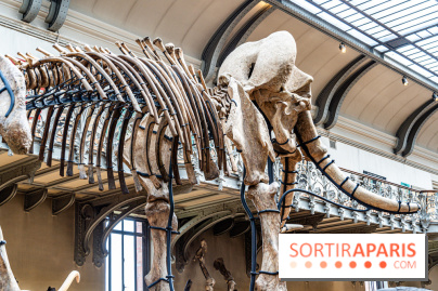Le mammouth de Durfort restauré au Muséum national d’Histoire naturelle -  A7C7425