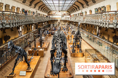 Le mammouth de Durfort restauré au Muséum national d’Histoire naturelle -  A7C7462