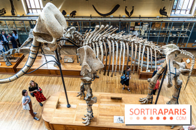 Le mammouth de Durfort restauré au Muséum national d’Histoire naturelle -  A7C7444