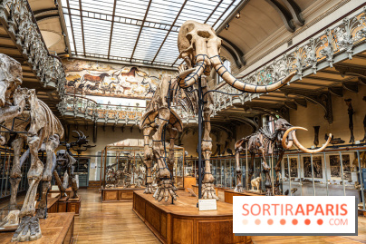 Le mammouth de Durfort restauré au Muséum national d’Histoire naturelle