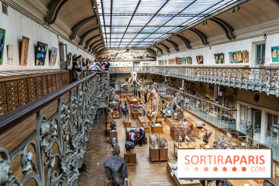 Le mammouth de Durfort restauré au Muséum national d’Histoire naturelle -  A7C7431