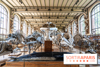 Le mammouth de Durfort restauré au Muséum national d’Histoire naturelle