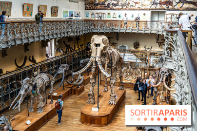 Le mammouth de Durfort restauré au Muséum national d’Histoire naturelle