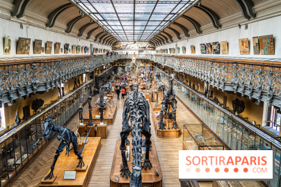 Le mammouth de Durfort restauré au Muséum national d’Histoire naturelle -  A7C7432