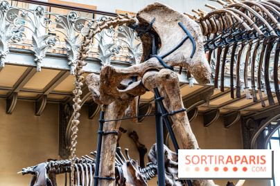 Le mammouth de Durfort restauré au Muséum national d’Histoire naturelle