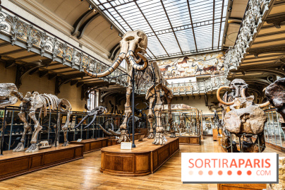 Le mammouth de Durfort restauré au Muséum national d’Histoire naturelle