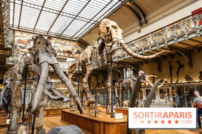 Le mammouth de Durfort restauré au Muséum national d’Histoire naturelle -  A7C7418