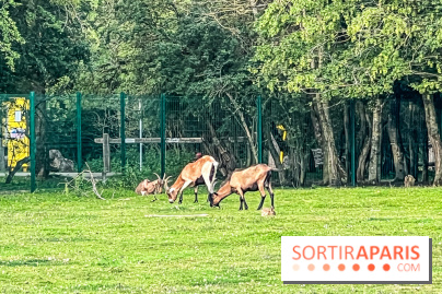 Base de loisirs de Saint-Quentin-en-Yvelines - Ile de loisirs de Trappes - activités - IMG 8645