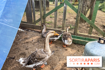 Base de loisirs de Saint-Quentin-en-Yvelines - Ile de loisirs de Trappes - activités - IMG 8657