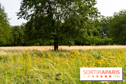 Base de loisirs de Saint-Quentin-en-Yvelines - Ile de loisirs de Trappes - activités -  A7C7322