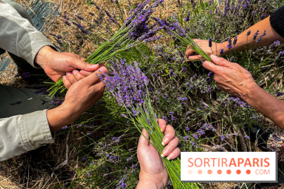 Fête de la Lavande sur le site Seine Aval Achères/Maisons-Laffitte - image00020