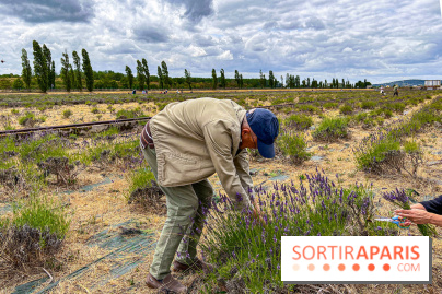Fête de la Lavande sur le site Seine Aval Achères/Maisons-Laffitte - image00024