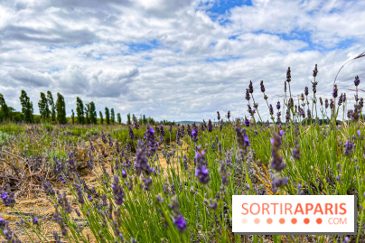 Fête de la Lavande sur le site Seine Aval Achères/Maisons-Laffitte - image00027