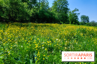 Balade nature dans la forêt de Montmorency, nos photos
