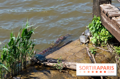 Balade nature dans la forêt de Montmorency, nos photos