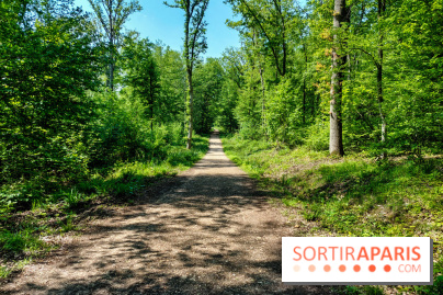Balade nature dans la forêt de Montmorency, nos photos