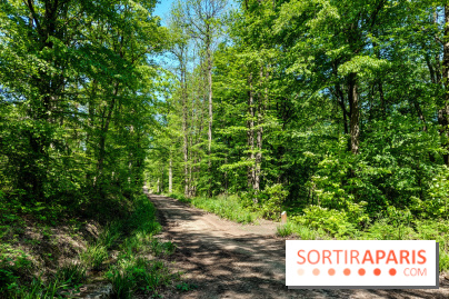 Balade nature dans la forêt de Montmorency, nos photos