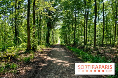 Balade nature dans la forêt de Montmorency, nos photos