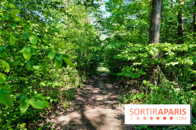 Balade nature dans la forêt de Montmorency, nos photos