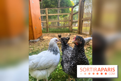 La ferme de la Villette et ses animaux