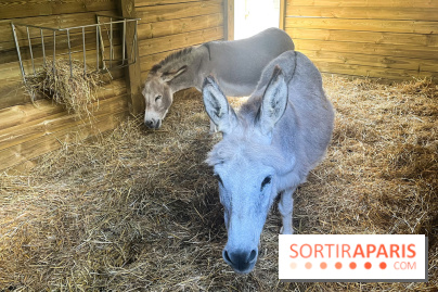 La ferme de la Villette et ses animaux