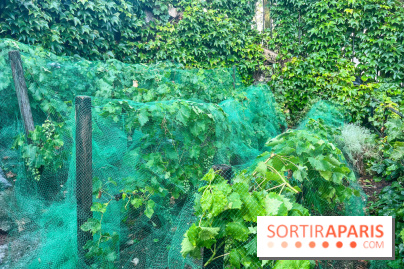 Vignes vendanges - visuels - image00016