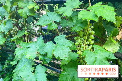 Vignes vendanges - visuels - image00019