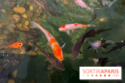 La Maison de la Pêche et de la Nature - image00031