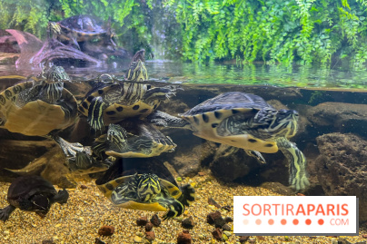 La Maison de la Pêche et de la Nature - image00025