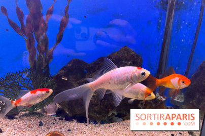 La Maison de la Pêche et de la Nature - image00014