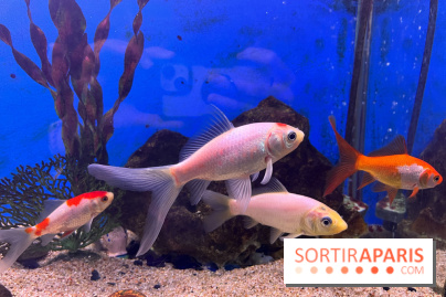 La Maison de la Pêche et de la Nature - image00017