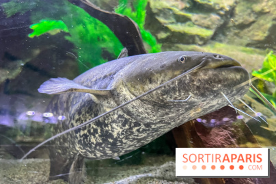 La Maison de la Pêche et de la Nature - image00019